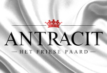 Antracit - The Friesian Horse